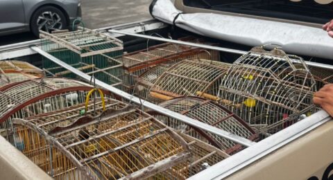Imagem do post PM apreende 18 aves silvestres em Dias d’Ávila