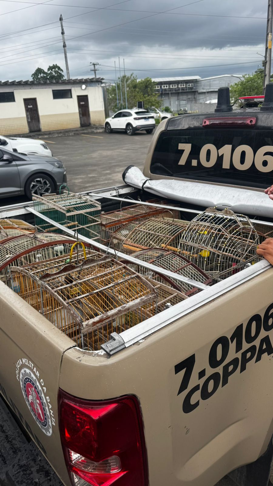 PM apreende 18 aves silvestres em Dias d’Ávila