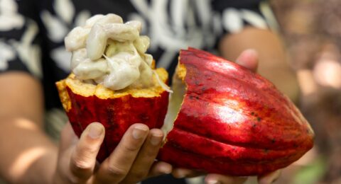 Imagem do post Projeto de lei do chocolate avança no Congresso com contribuições da cadeia do cacau da Bahia