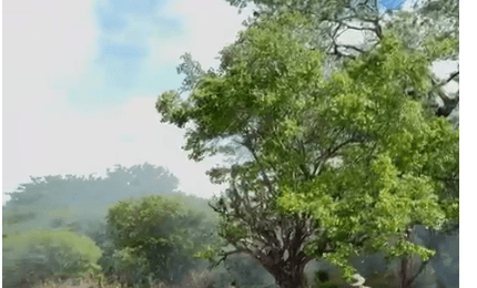 Imagem do post Forças de segurança erradicam 140 mil pés de maconha