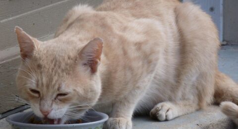 Imagem do post Evento gratuito ensina alimentação saudável para pets