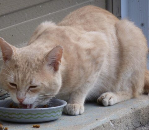 Imagem do post Evento gratuito ensina alimentação saudável para pets