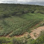 Bahia erradica 125 mil pés de maconha em operação