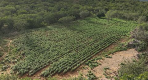 Imagem do post Bahia erradica 125 mil pés de maconha em operação