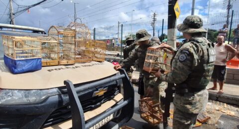 Imagem do post PM resgata 21 aves silvestres na Baixa do Fiscal