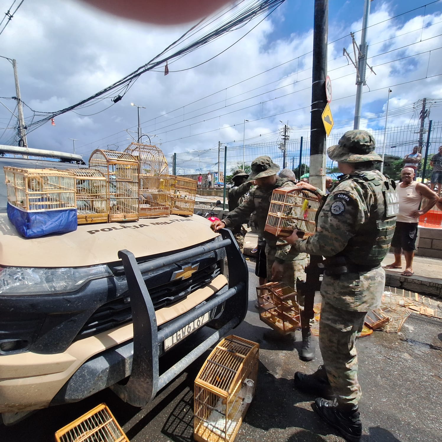 PM resgata 21 aves silvestres na Baixa do Fiscal