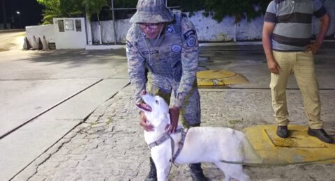 Imagem do post PM resgata cão em risco de atropelamento em Barra do Jacuípe