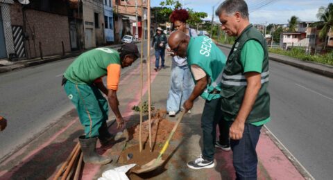 Imagem do post Salvador amplia arborização com programa Plante no Passeio