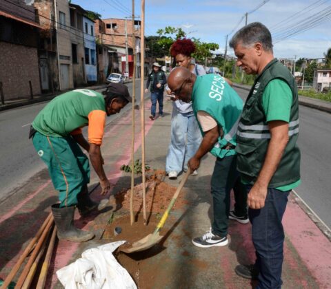 Imagem do post Salvador amplia arborização com programa Plante no Passeio