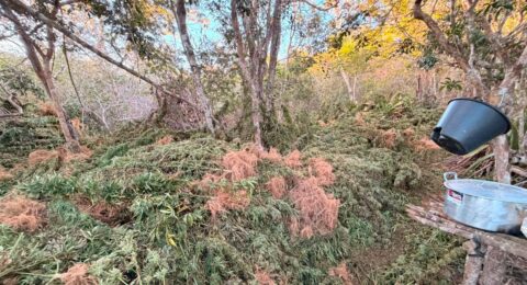 Imagem do post Polícia apreende 1,5 tonelada de maconha em Morro do Chapéu