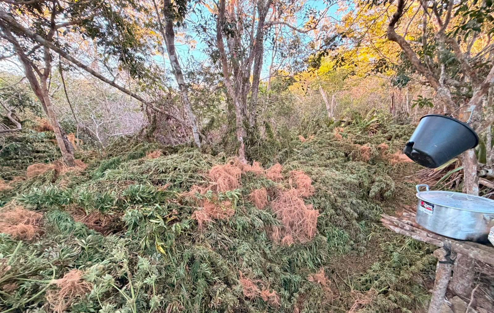 Polícia apreende 1,5 tonelada de maconha em Morro do Chapéu