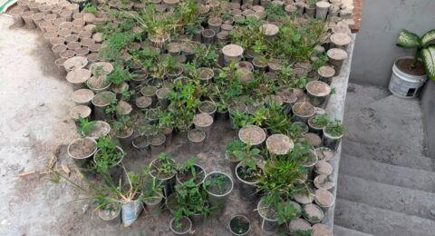 Imagem do post Operação encontra 3 mil pés de maconha e prende suspeito