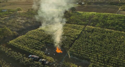 Imagem do post Polícia erradica 20 mil pés de maconha e causa prejuízo de R$ 4 milhões