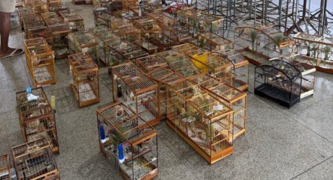 Imagem do post PM resgata 95 aves e detém 35 em Águas Claras