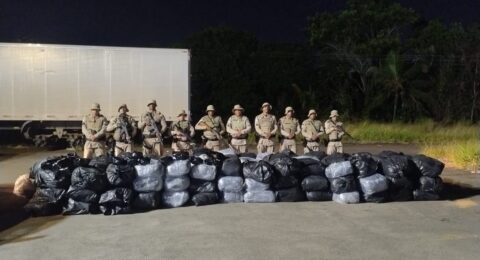 Imagem do post PM apreende 1 tonelada de maconha em Simões Filho